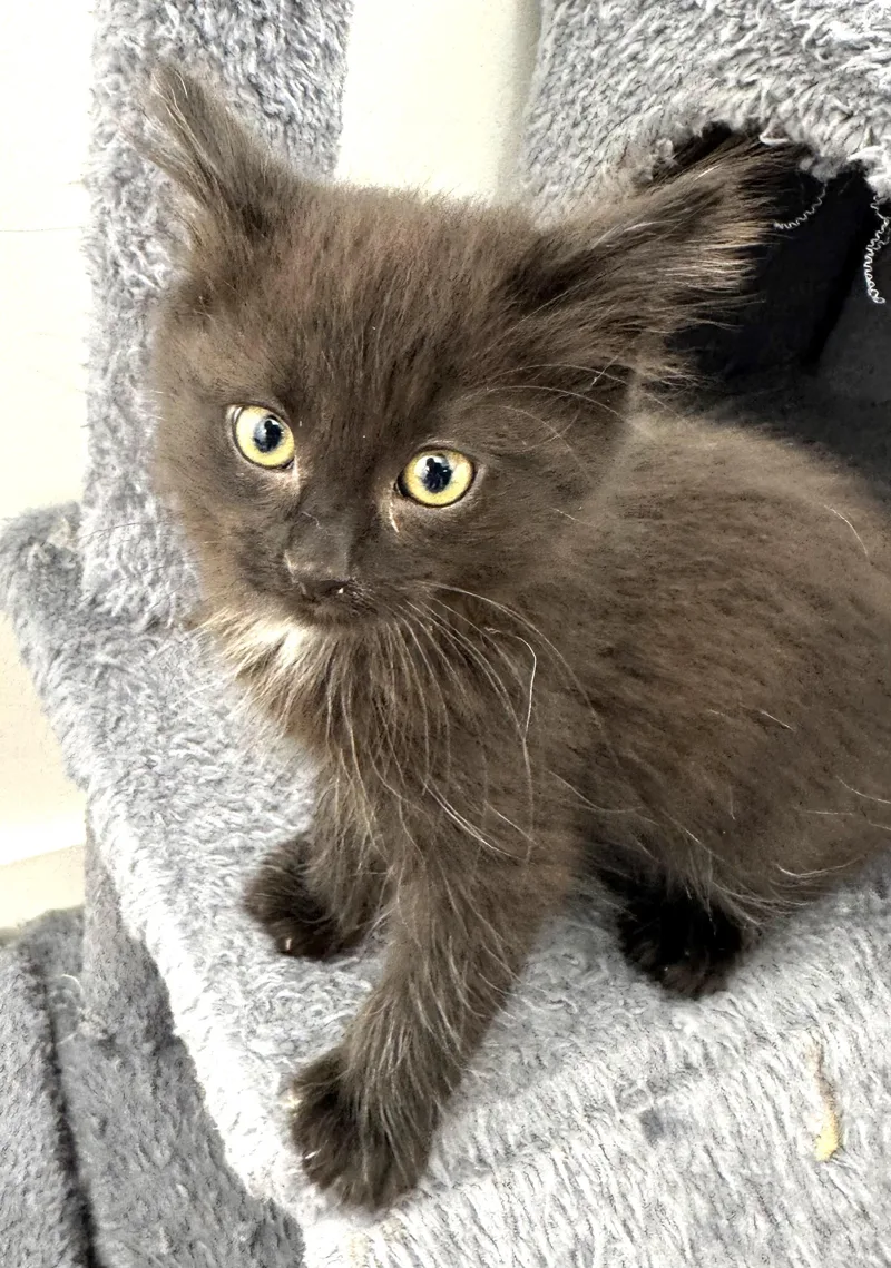 A baby medium-sized male Smoke Persian cat named Dozer  Athletic  for adoption in Bonney Lake, WA