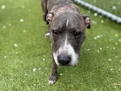 An adult medium-sized female Terrier dog named Skyy for adoption in Gainesville, FL