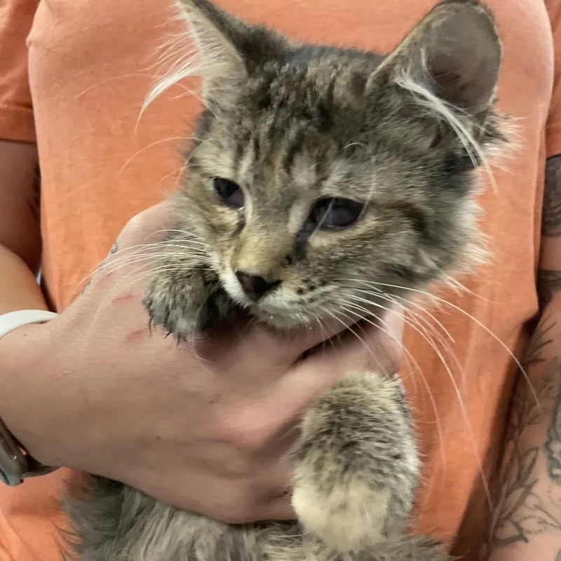 A baby small-sized female Gray / Blue / Silver Domestic Medium Hair cat named Jane Rizzoli for adoption in St Joseph, MO