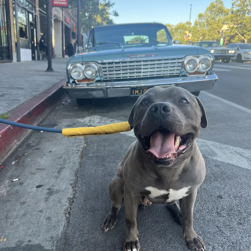 An adult medium-sized male American Staffordshire Terrier dog named Max for adoption in Marina del Rey, CA