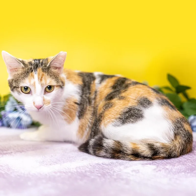 A young small-sized female Calico Domestic Short Hair cat named Amira for adoption in Durham, NC