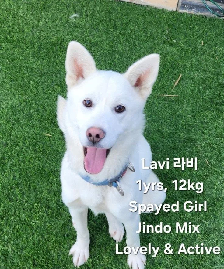 A baby medium-sized female Jindo dog named Lavi for adoption in Long Island City, NY