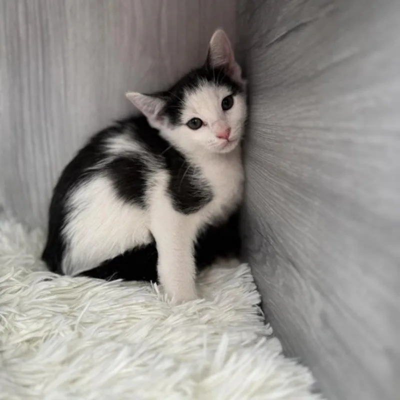 An adult small-sized male Gray / Blue / Silver Domestic Short Hair cat named Hawk for adoption in Pasadena , MD