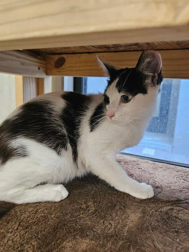 A baby medium-sized male Black & White / Tuxedo Domestic Short Hair cat named Chellowee for adoption in Hudson, NH