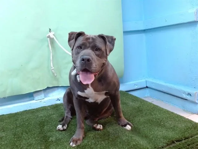 An adult medium-sized female Pit Bull Terrier dog named Miley for adoption in Gardena, CA