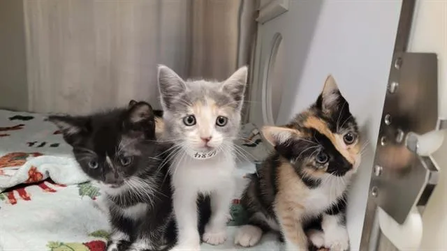 A baby small-sized female Domestic Short Hair cat named Mika for adoption in Tustin, CA