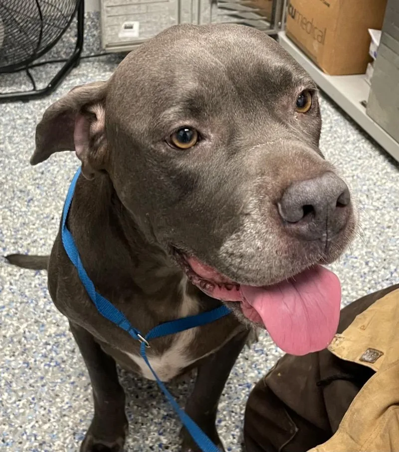 A young extra large-sized female Cane Corso dog named Junnie for adoption in Angola, IN