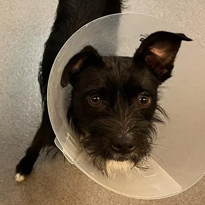 A young small-sized male Black Terrier dog named Scruffles for adoption in Baltimore, MD