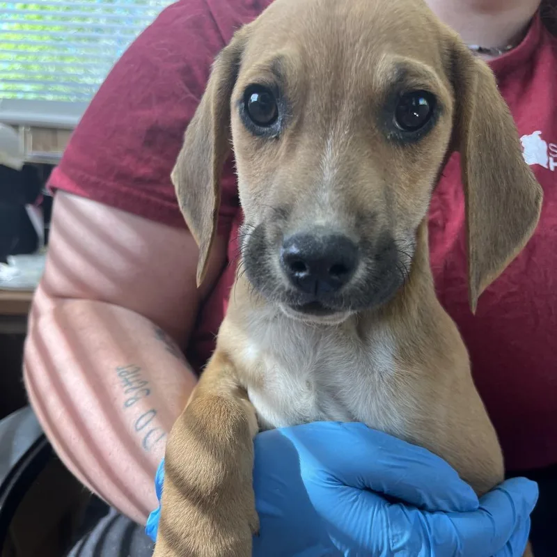 A baby small-sized female Yellow / Tan / Blond / Fawn Mixed Breed dog named Wendy for adoption in Columbiana, AL