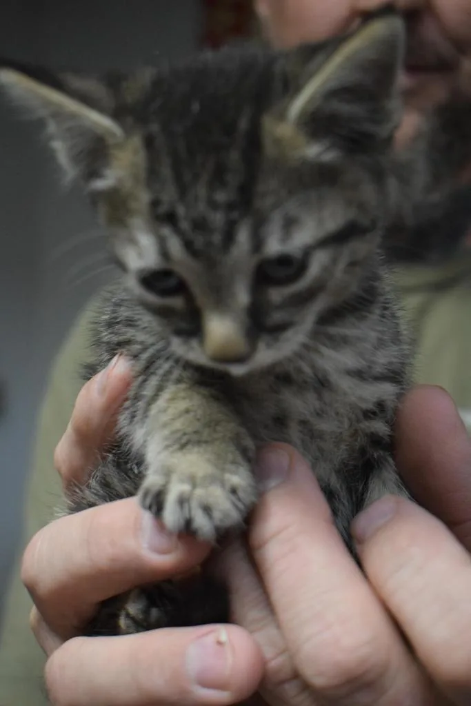 A baby medium-sized male Domestic Short Hair cat named Jasper for adoption in Pahrump, NV