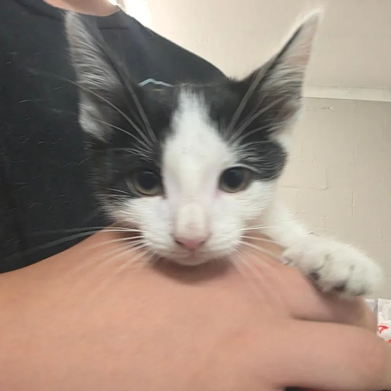 A baby small-sized male White Domestic Short Hair cat named Blaze for adoption in Clanton, AL