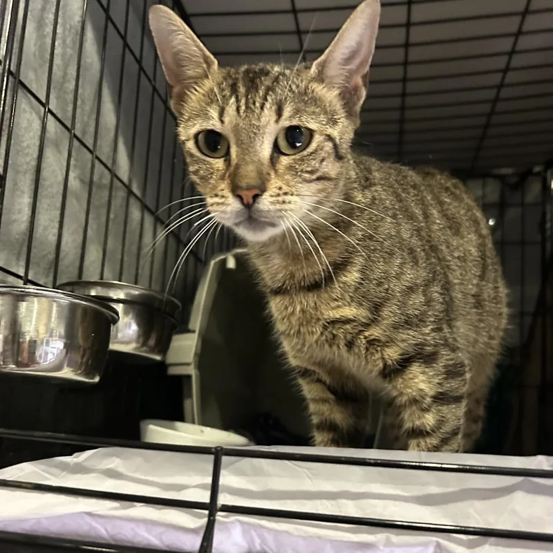 A young medium-sized female Brown / Chocolate Domestic Short Hair cat named Dory Day for adoption in Middle Village, NY
