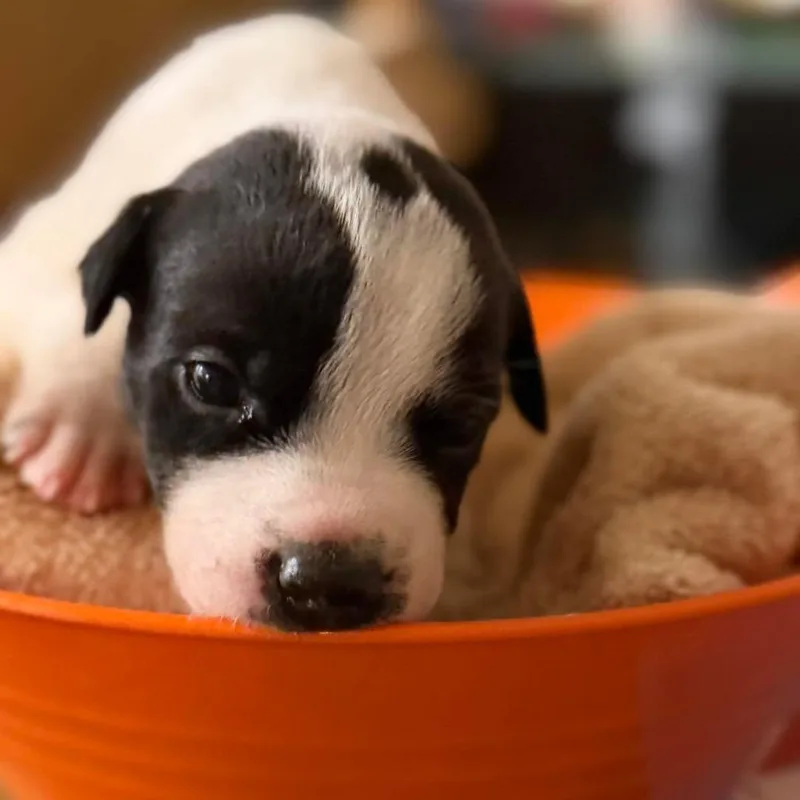 A baby small-sized female Terrier dog named Panda for adoption in Phoenix, AZ