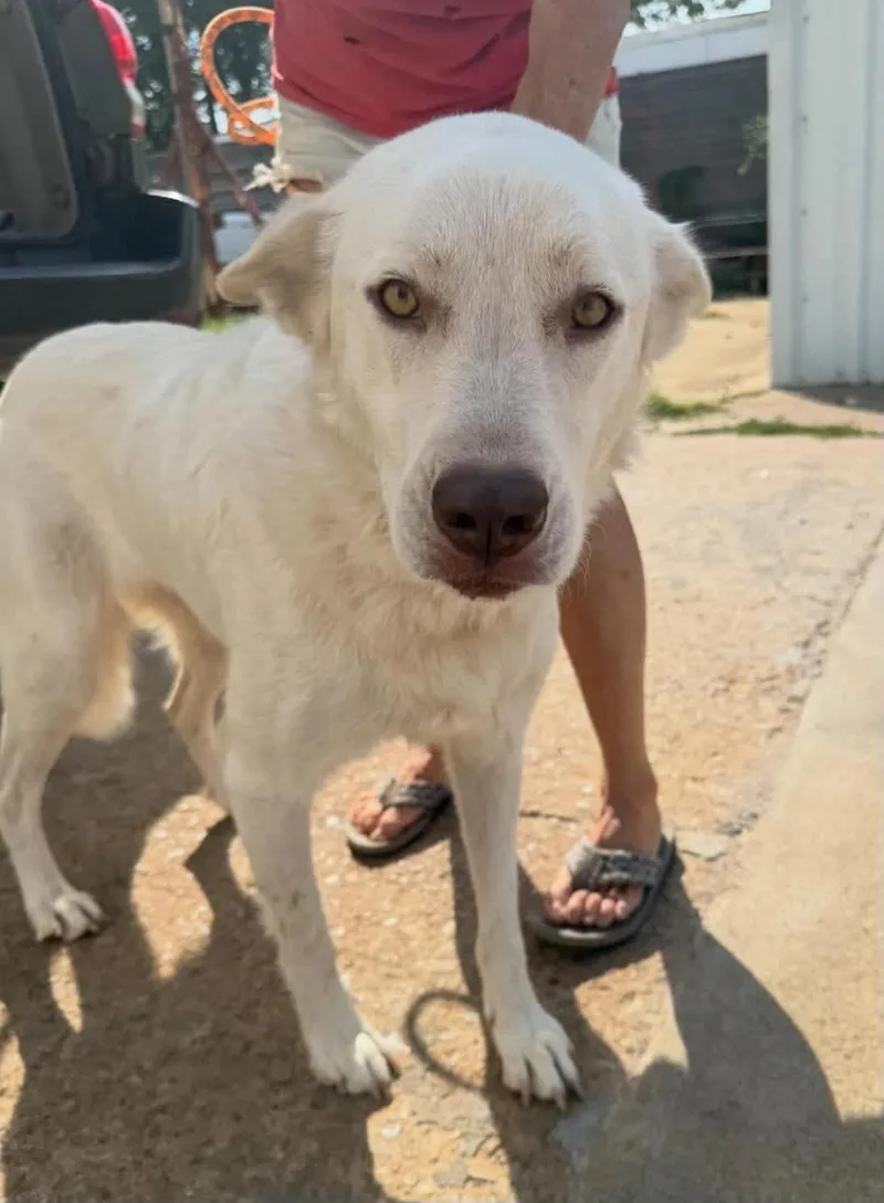 An adult large-sized female Great Pyrenees dog named Luna for adoption in Milwaukee, WI