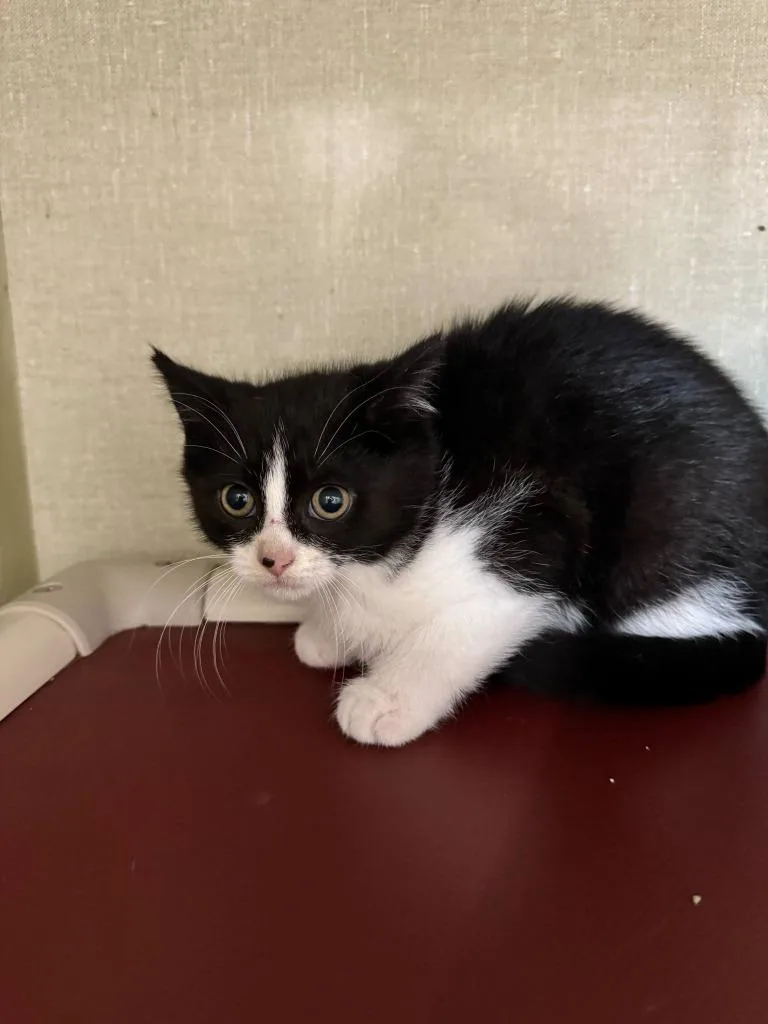 A young medium-sized female Domestic Short Hair cat named Ketchup for adoption in Marion, OH