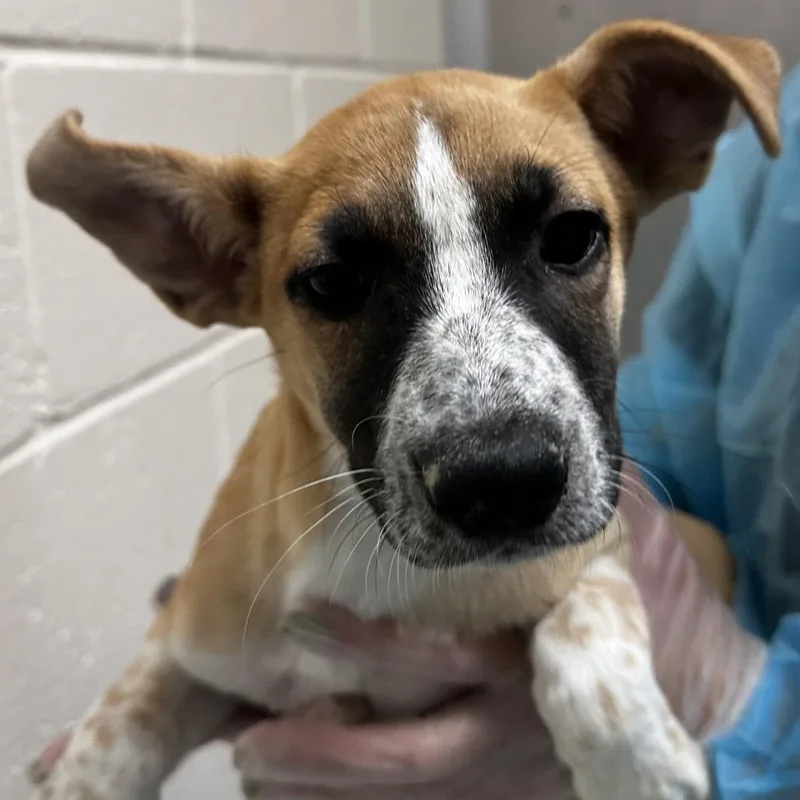 A baby medium-sized female Cattle Dog dog named Ginger for adoption in Reno, NV