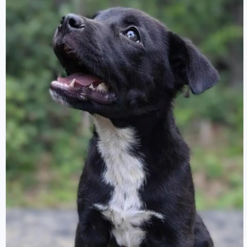 A baby medium-sized male Black Mixed Breed dog named Eben for adoption in Alexandria, VA