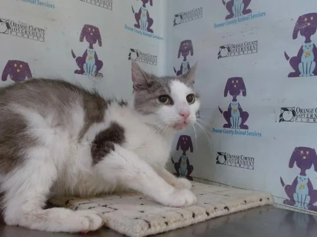 An adult small-sized male Domestic Short Hair cat named Hope for adoption in Orlando, FL