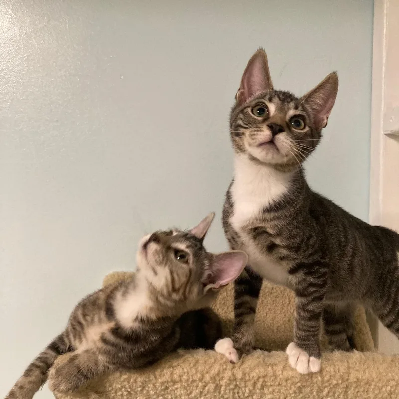 A baby medium-sized male Tabby (Brown / Chocolate) Domestic Short Hair cat named Benny for adoption in Watkinsville, GA
