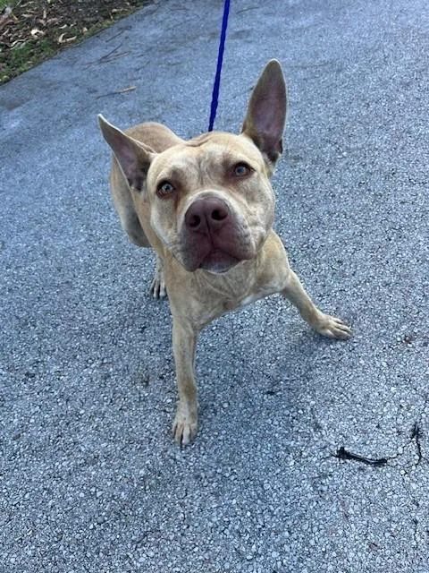 A young large-sized male Pit Bull Terrier dog named Bart for adoption in Miami, FL