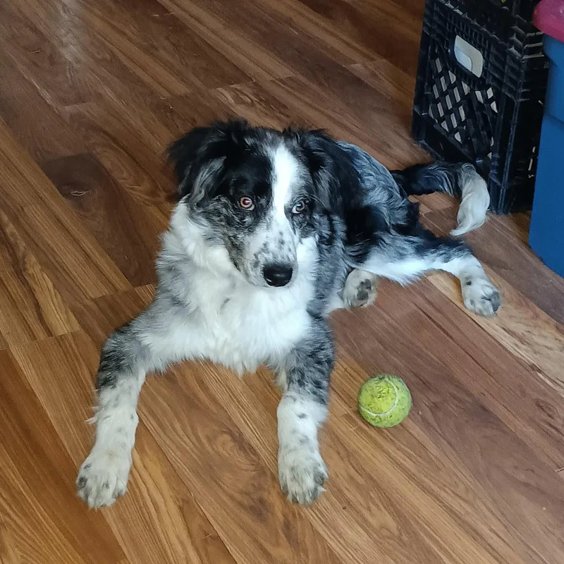 A young medium-sized male Australian Shepherd dog named Oogie Boogie for adoption in Hillside, IL