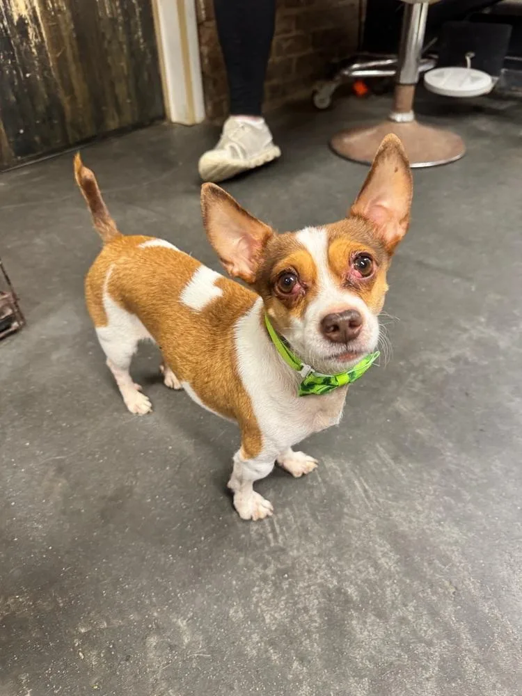 Rambo & Nonna thumbnail 2