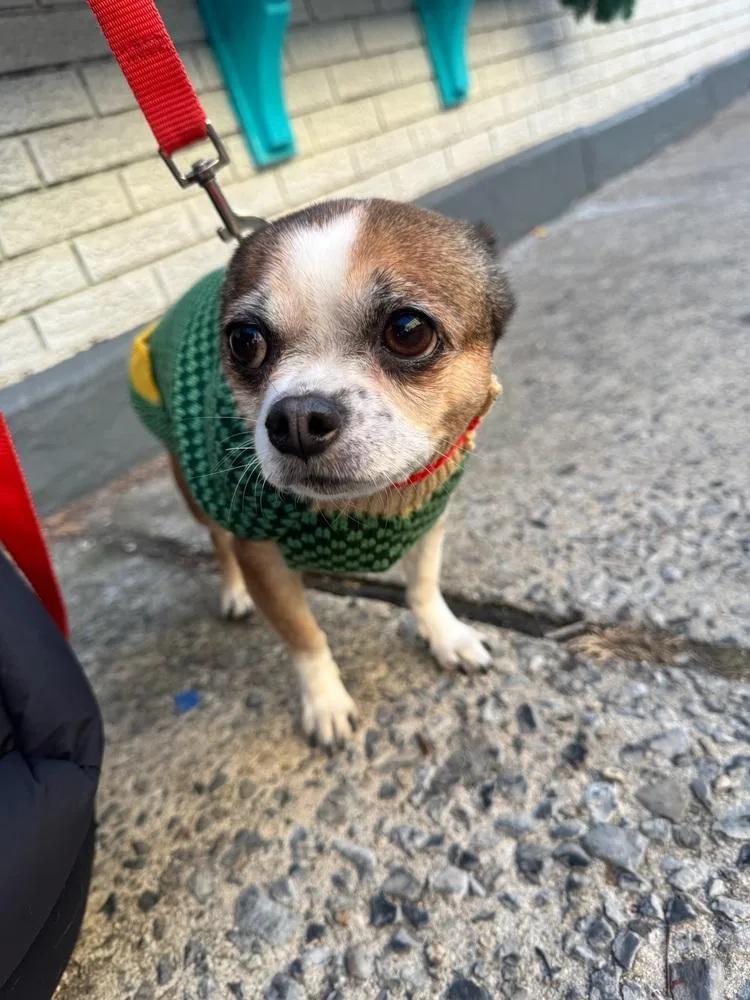 Rambo & Nonna thumbnail 3