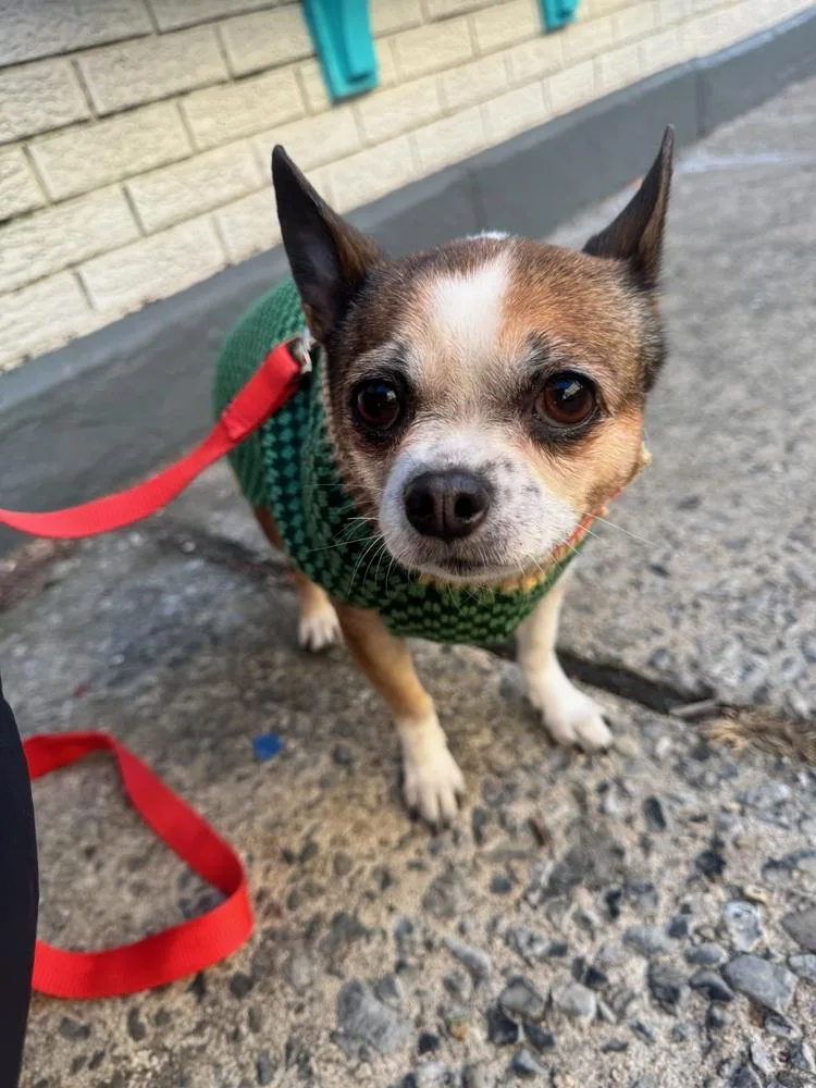 Rambo & Nonna thumbnail 5