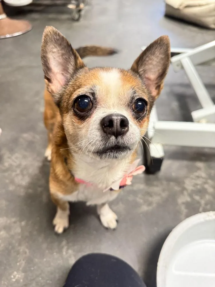 Rambo & Nonna thumbnail 6