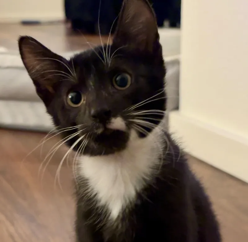 A baby small-sized male Domestic Short Hair cat named Ninja for adoption in Honolulu, HI
