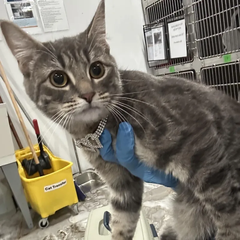 A young medium-sized female Gray / Blue / Silver Domestic Short Hair cat named Anastasia for adoption in Newark, NJ