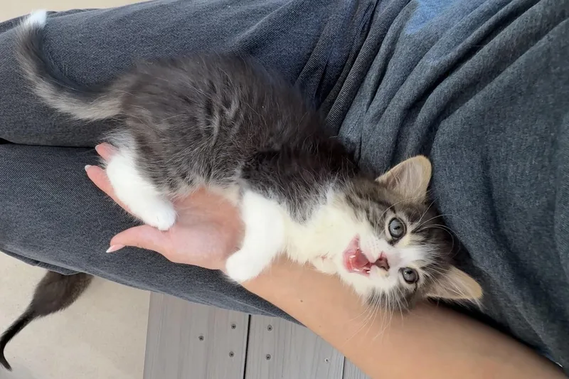 A baby medium-sized male Tabby (Buff / Tan / Fawn) Domestic Long Hair cat named Langdon for adoption in Evanston, IL