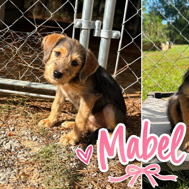 A baby small-sized female Schnauzer dog named Mabel for adoption in Huntsville, AL