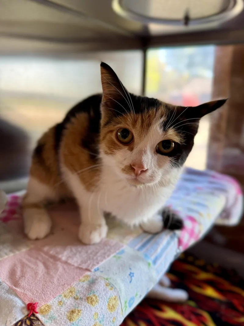 A baby medium-sized female Domestic Short Hair cat named Magpie for adoption in Midland, MI