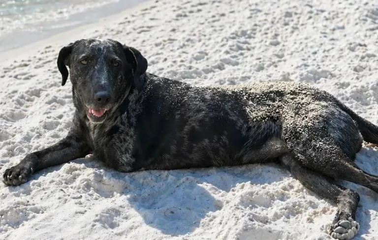 An adult medium-sized female Black Labrador Retriever dog named Roxie for adoption in eufaula, AL
