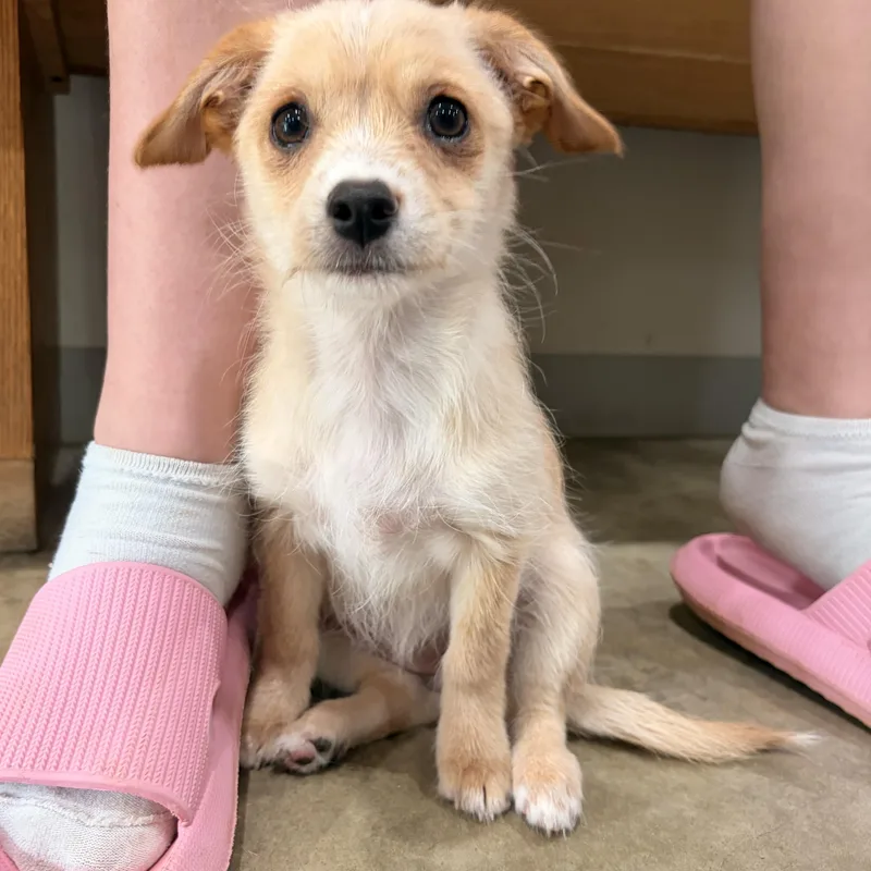 A baby small-sized female Apricot / Beige Chiweenie dog named Tilly for adoption in Melbourne, AR