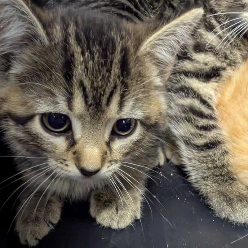 Biscuit