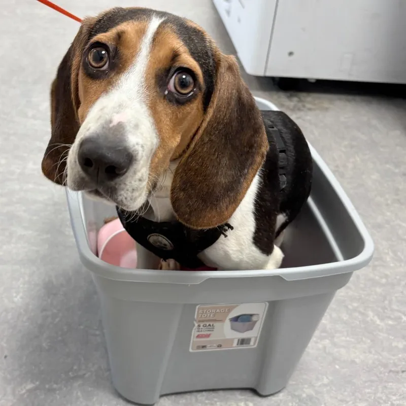 A young small-sized male Brown / Chocolate Beagle dog named Floppy for adoption in Philadelphia, PA