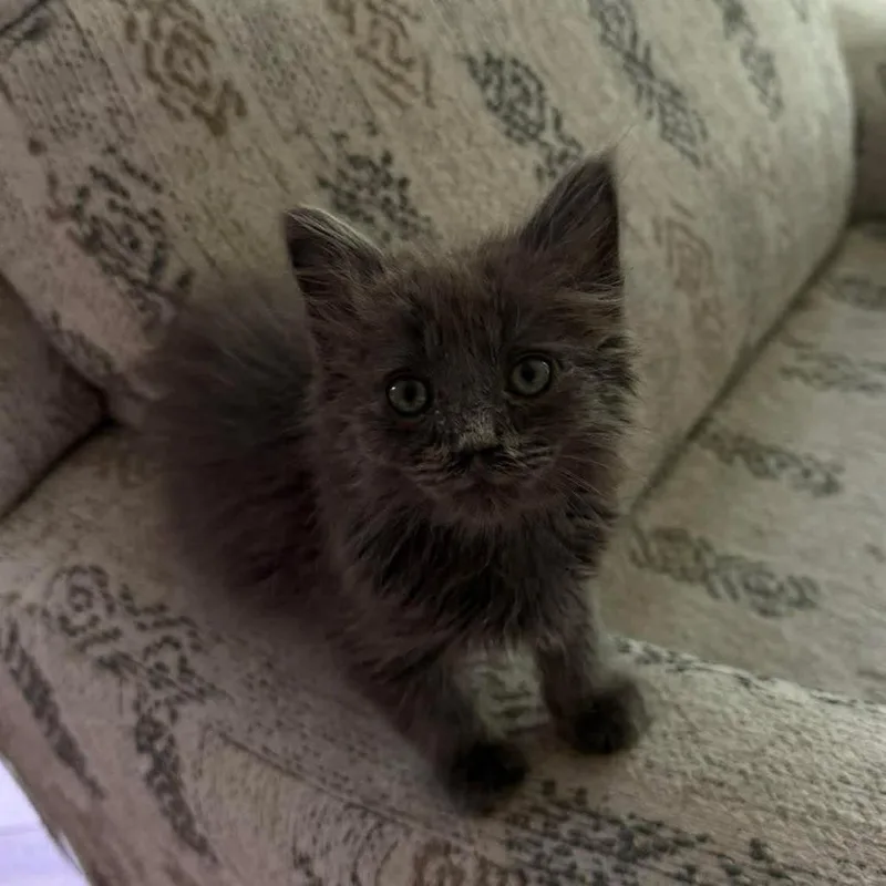 A baby medium-sized male Gray / Blue / Silver Domestic Medium Hair cat named Cirrus for adoption in Beulaville, NC