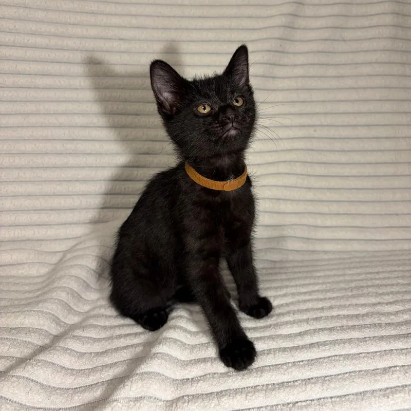 A baby small-sized male Black Domestic Short Hair cat named Malakai for adoption in Normal, IL