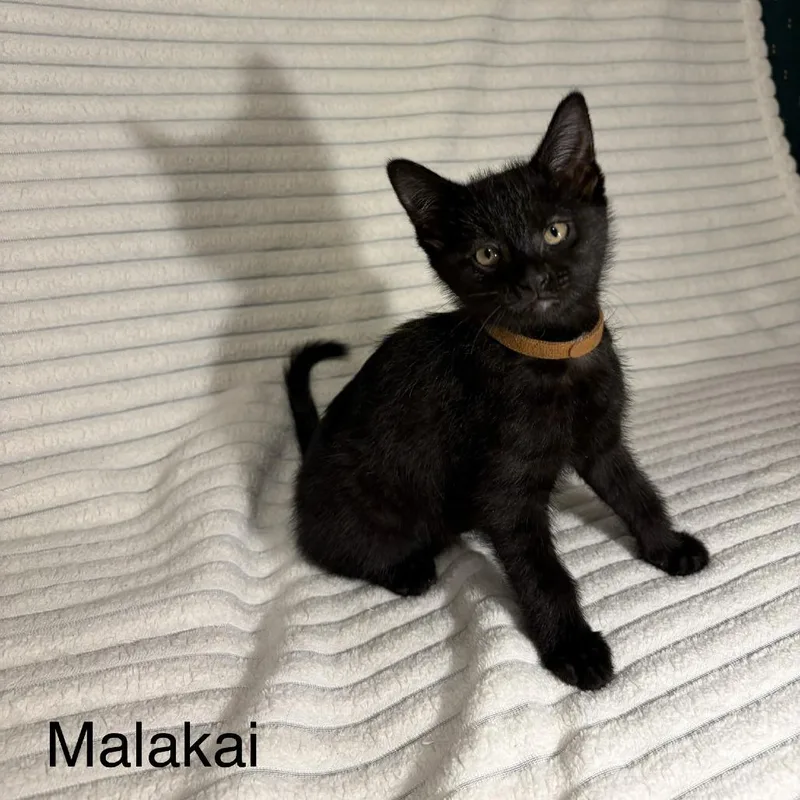 Malakai thumbnail 2