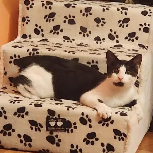 A young medium-sized female Black & White / Tuxedo American Bobtail cat named Hershey and Marbella for adoption in Miami, FL