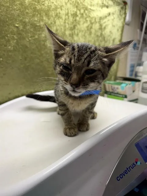 A baby small-sized male Domestic Short Hair cat named Parsley for adoption in Riverside, CA