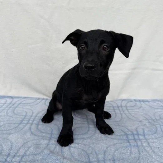 A baby small-sized female Black Labrador Retriever dog named Purse for adoption in Carencro, LA