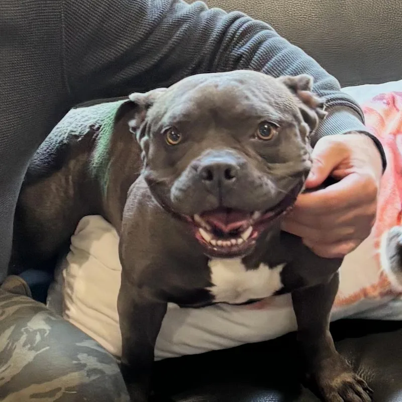 Bonnabelle thumbnail 2