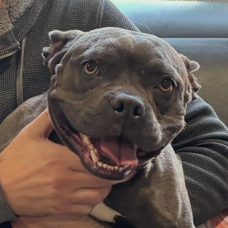 Bonnabelle thumbnail 3