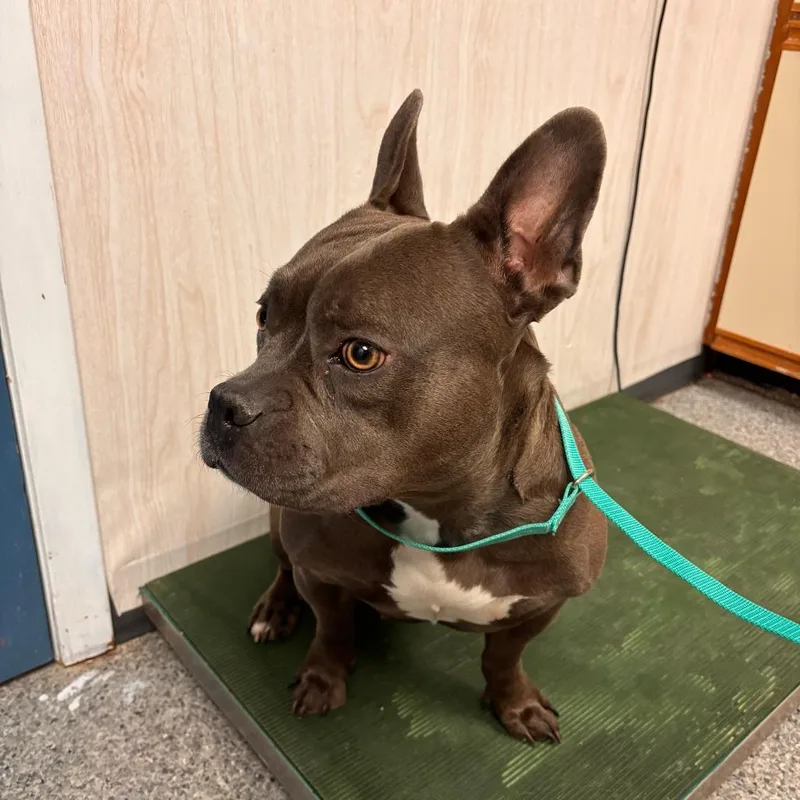 Bonnabelle thumbnail 4