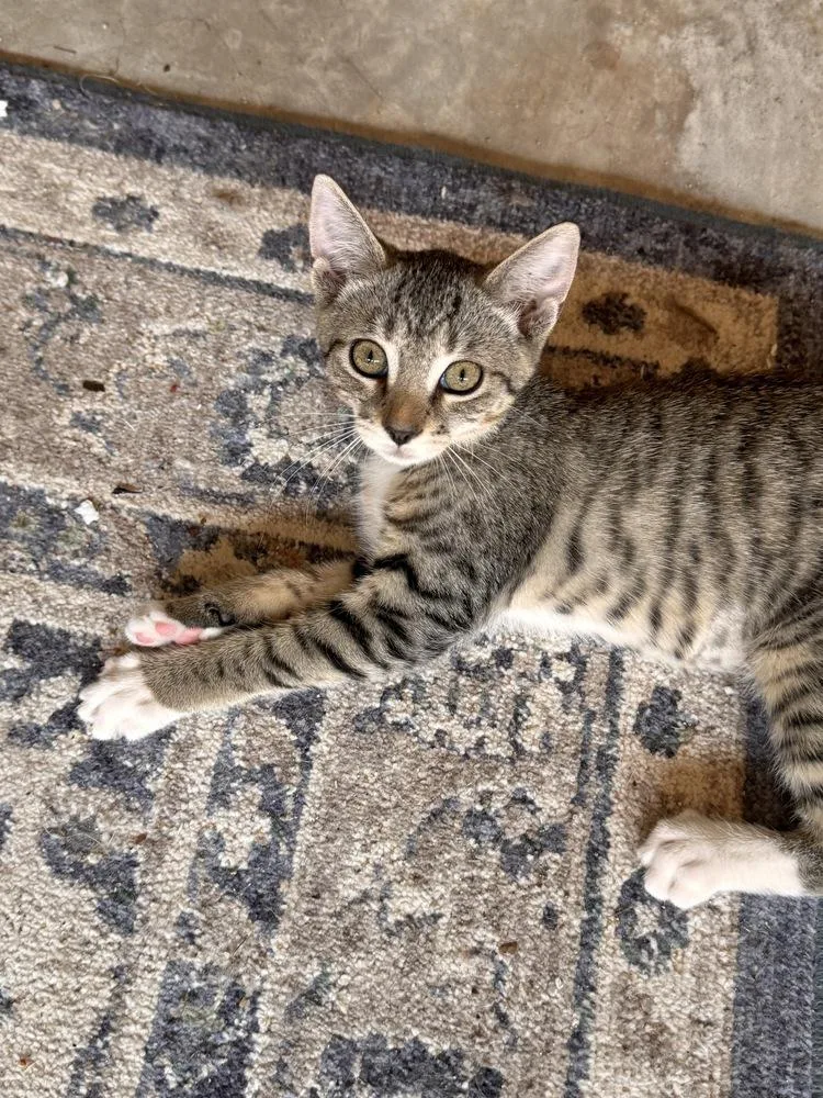 A baby small-sized female Domestic Short Hair cat named Luna for adoption in Mooresville, NC