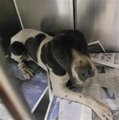 An adult large-sized male American Staffordshire Terrier dog named Scooter for adoption in Van Nuys, CA