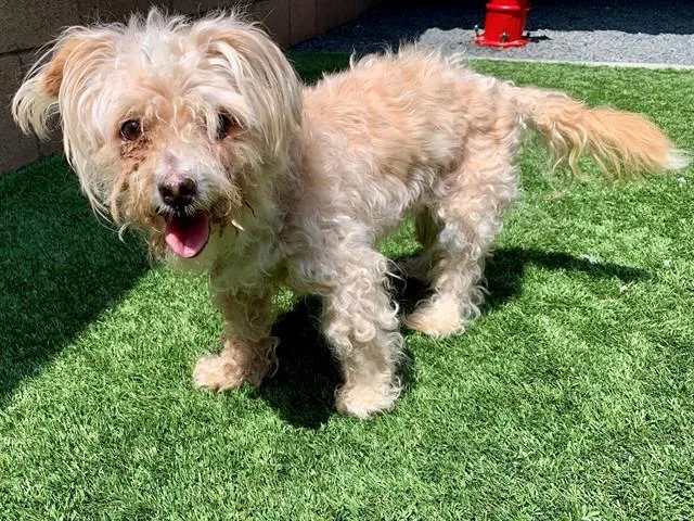 A senior small-sized female Yellow / Tan / Blond / Fawn Maltese dog named Save Me Please Linda for adoption in San Marcos, CA